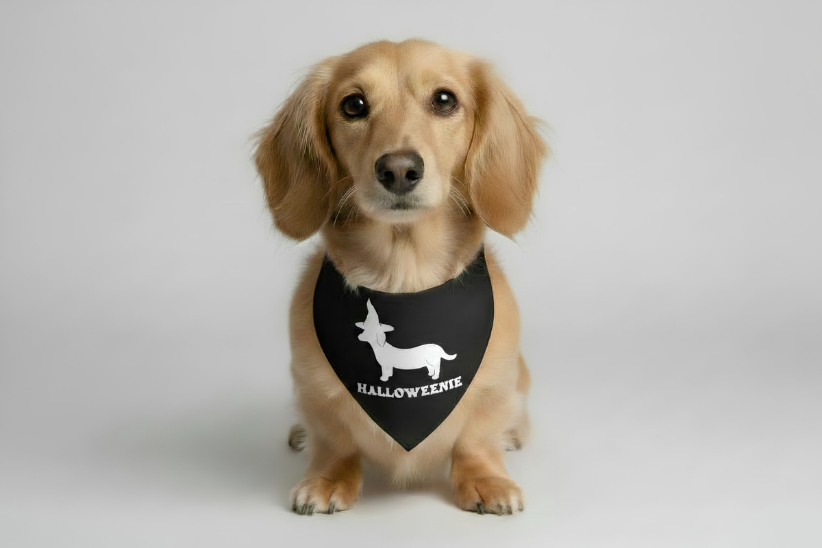 Bandana Halloweenie