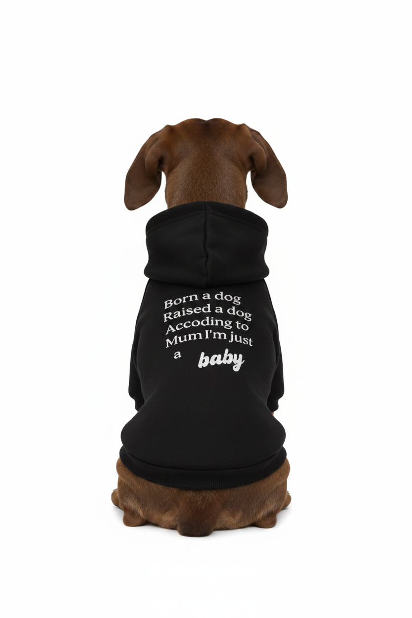 Brown Dachshund in Just a Baby Hoodie - White Background